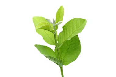 Beyaz arkaplanda guava yaprakları.