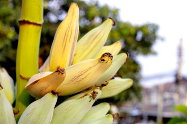 Fresh banana fruit, Silver bluggoe or Musa ABB group banana clipart