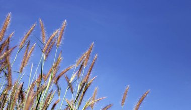 Mavi gökyüzü ile çimen çiçekler