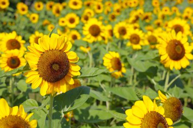 Çiçek açan ayçiçeği tarlaları. Güzel sarı çiçek