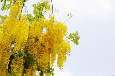 Sarı çiçekli Cassia fistül ağacı