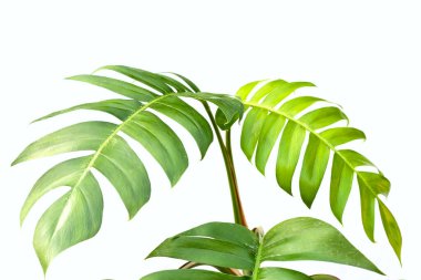 Epipremnum pinnatum canavar bitkisi yaprakları