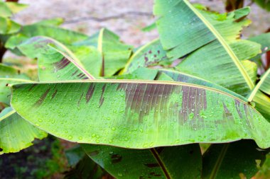 Kan muzu kırmızı muz ağacı