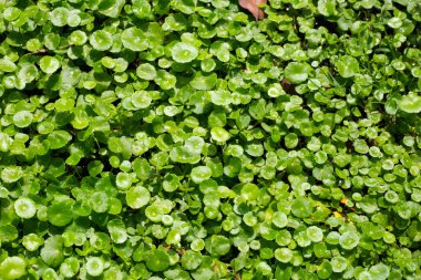Centella asiatica (gotu kola). Bitkisel ilaç fabrikası