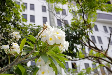 Plumeria or frangipani flower. Tropical tree