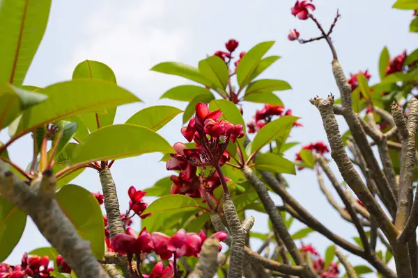 Plumeria or frangipani flower. Tropical tree