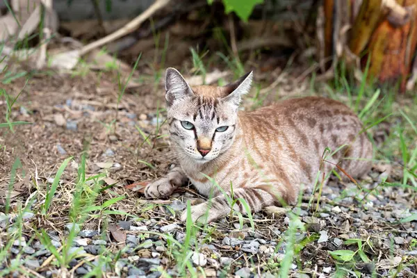 Kahverengi kedi bahçede oturuyor.