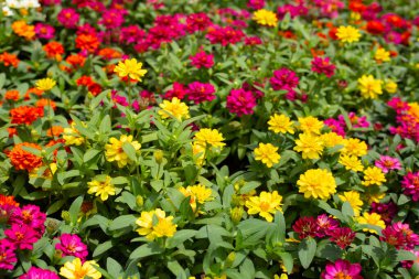 Bahçedeki zinnia çiçeği