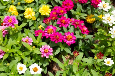 Bahçedeki zinnia çiçeği