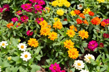 Bahçedeki zinnia çiçeği