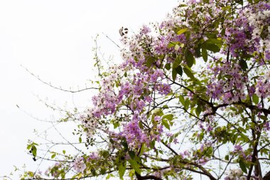 Tayland bungor ağacı (Lagerstroemia loudonii Teijsm ve Binn)