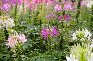 Parktaki Cleome Spinosa çiçeği