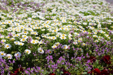 Güzel beyaz papatya. Çiçek arkaplanı