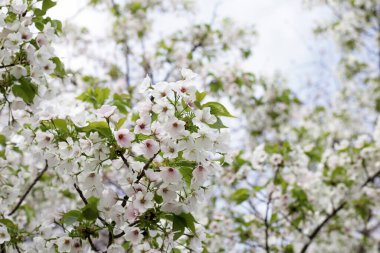 Sakura çiçeklerinin dalları, kiraz çiçekleri.