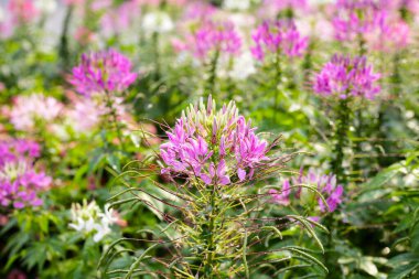Cleome spinosa flower in the park clipart