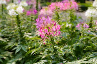Parktaki Cleome Spinosa çiçeği