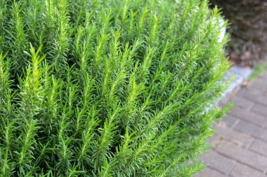 Biberiye, bahçede taze bitki.