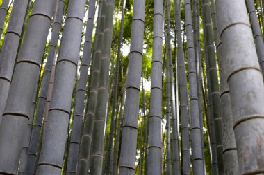 Bambu ağaçları, Kamakura 'daki Bambu ormanı, Tokyo, Japonya