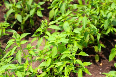 Kıllı fesleğenin taze yeşil yaprakları