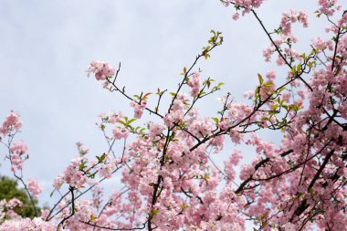 Sakura çiçeklerinin dalları, kiraz çiçekleri.