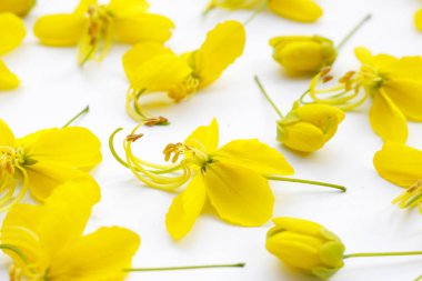 Beyaz arkaplanda Cassia fistül çiçeği.