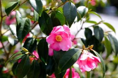 Ağaçtaki güzel kamelya çiçeği. Japonya, Osaka 'daki Expo 70 Anma Parkı.
