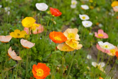 Güzel gelincik bahçesi. Japonya, Osaka 'daki Expo 70 Anma Parkı.