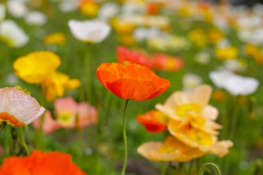 Güzel gelincik bahçesi. Japonya, Osaka 'daki Expo 70 Anma Parkı.