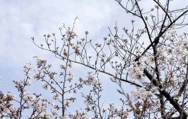 Sakura çiçeklerinin dalları, kiraz çiçekleri.