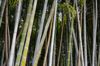 Bambu ağaçları, Kamakura 'daki Bambu ormanı, Tokyo, Japonya