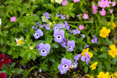 Bahçede güzel pansy çiçekler