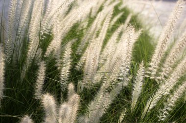 Çimen, güzel beyaz çiçek.