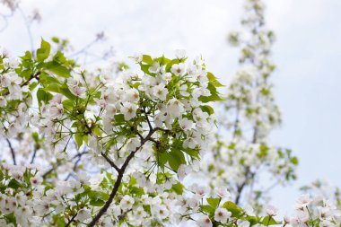 Sakura çiçeklerinin dalları, kiraz çiçekleri.