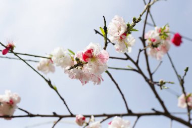 Sakura çiçeklerinin dalları, kiraz çiçekleri.
