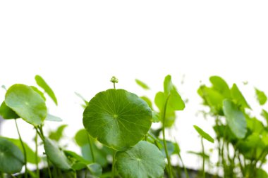 Taze yeşil centella asiatica yaprakları çiçek ya da beyaz arka planda su pennywort bitkisi.