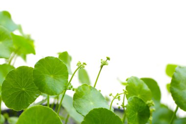 Taze yeşil centella asiatica yaprakları çiçek ya da beyaz arka planda su pennywort bitkisi.