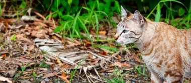 Bahçede yürüyen bir kedi