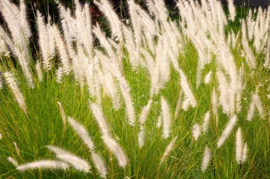 Çeşme otu veya pennisetum alopecuroides
