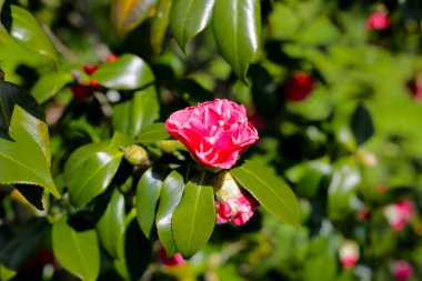 Ağaçtaki güzel kamelya çiçeği. Japonya, Osaka 'daki Expo 70 Anma Parkı.