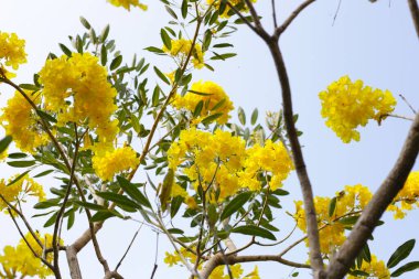 Gümüş trompet ağacı, altın ağaç, Paraguay gümüş trompet ağacı.