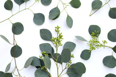 Beyaz arka planda okaliptüs yaprakları. Yeşil yaprak dalları.