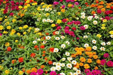 Bahçedeki zinnia çiçeği