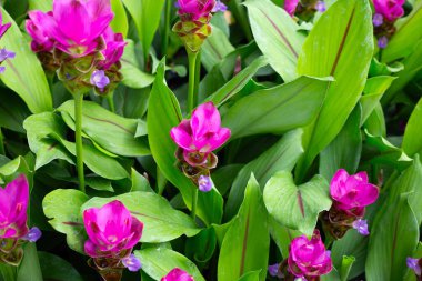 Curcuma sessilis bagaj bitkisinin pembe çiçeği
