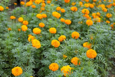 Güzel kadife çiçeği Çiçek bahçesinde