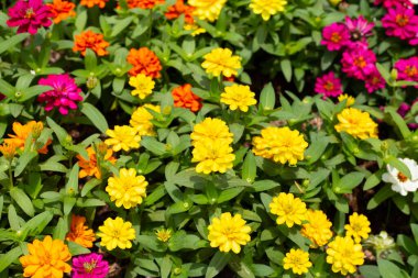 Bahçedeki zinnia çiçeği