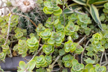 Kalanchoe laksiflora, saksıdaki sulu bitki.