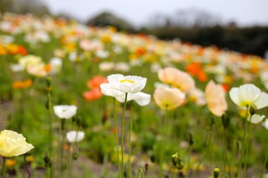 Güzel gelincik bahçesi. Japonya, Osaka 'daki Expo 70 Anma Parkı.