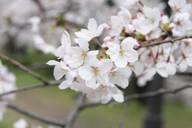 Sakura çiçeklerinin dalları, kiraz çiçekleri.