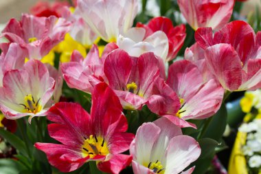 Beautiful tulip flower garden. The Expo 70 Commemorative Park, Osaka, Japan clipart