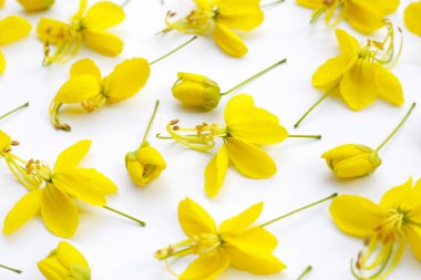 Beyaz arkaplanda Cassia fistül çiçeği.